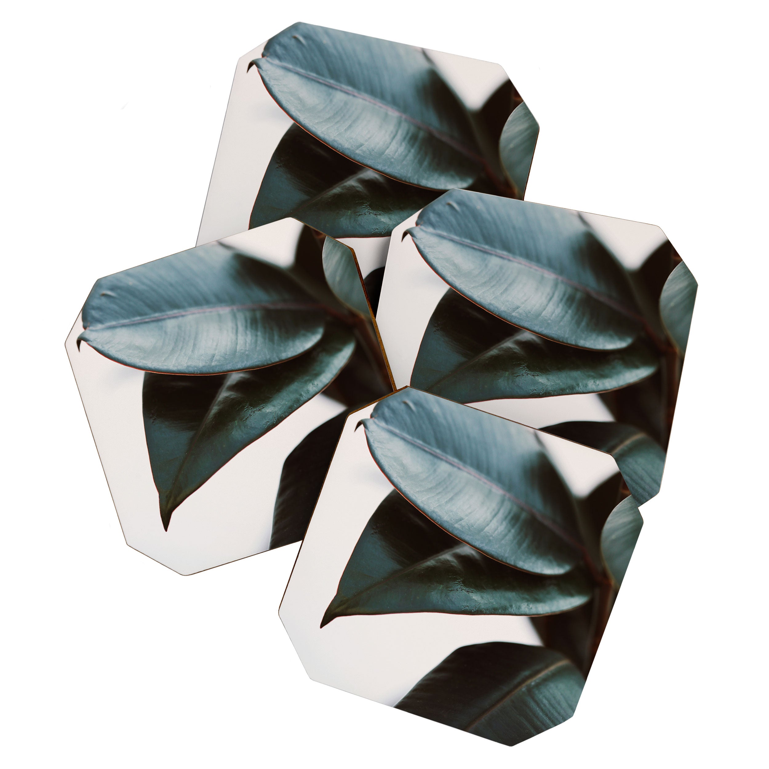 Night Ficus #3 Coaster Gallery Image 1