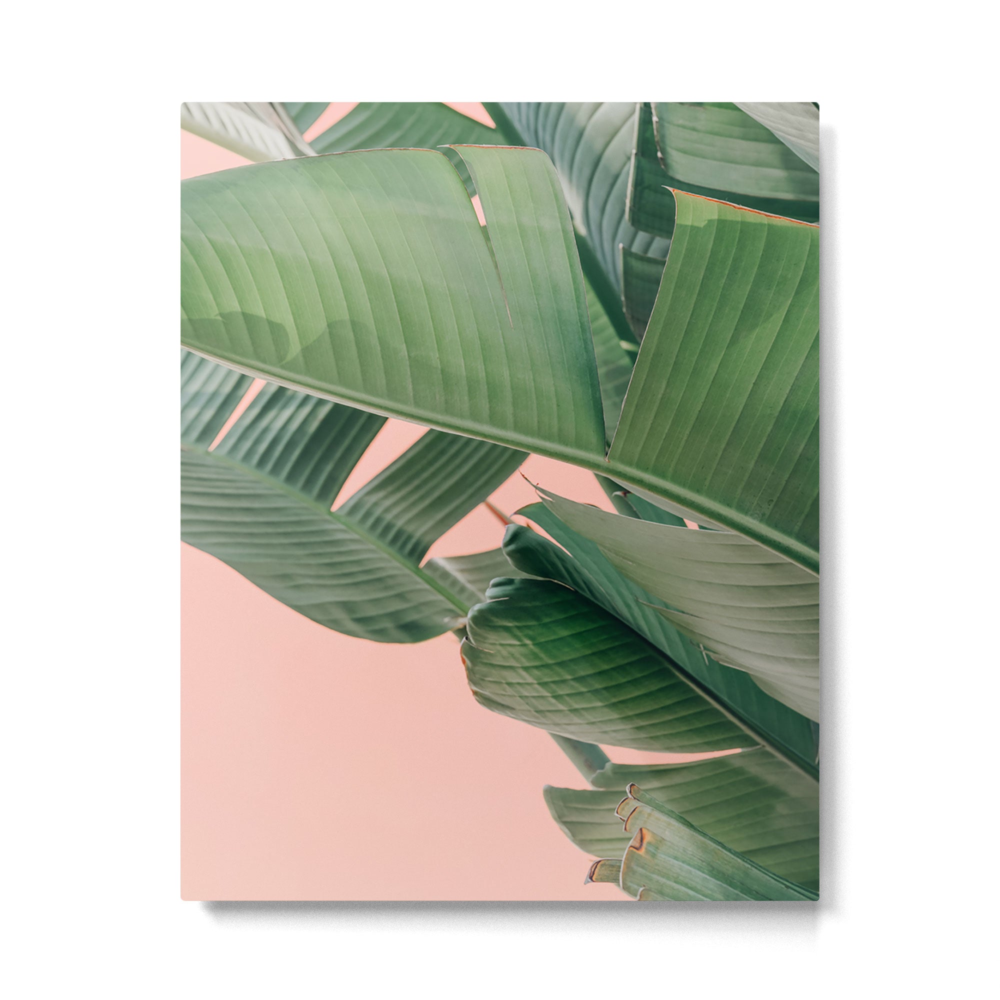 Palm Beach 1 Metal Print Gallery Image 4