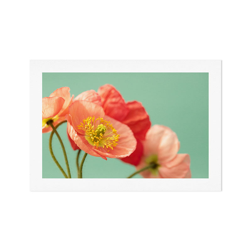 Pastel Poppy #1 Art Print Gallery Image 1