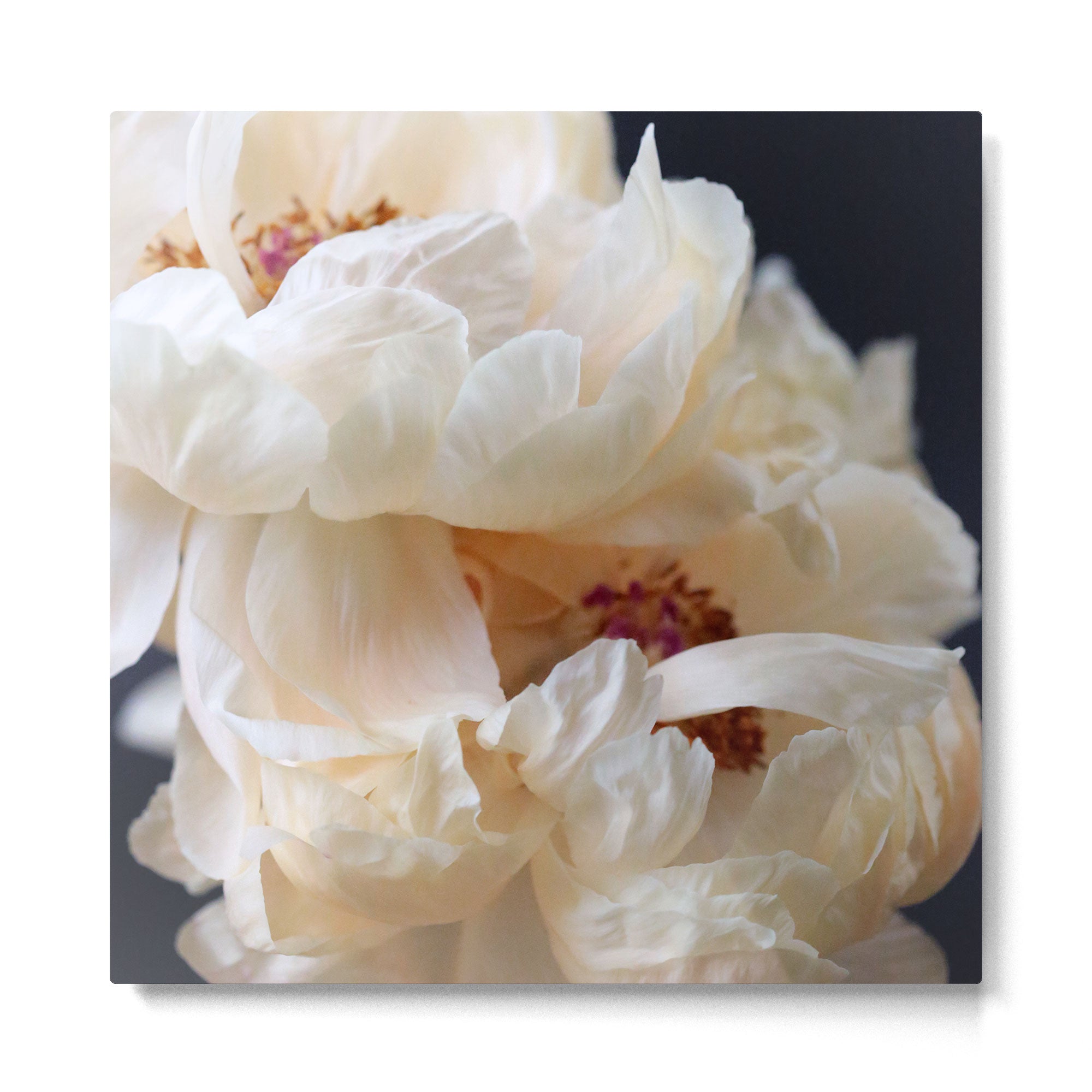Pearl Metal Print Gallery Image 2