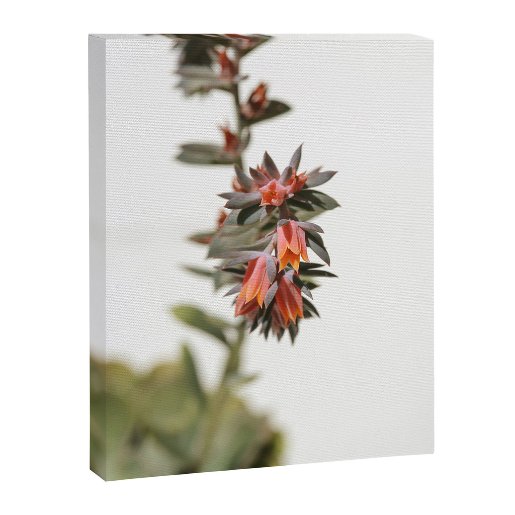 Summer Succulent #1 Canvas Print Gallery Image 6