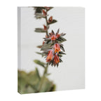 Summer Succulent #1 Canvas Print Gallery Image 6