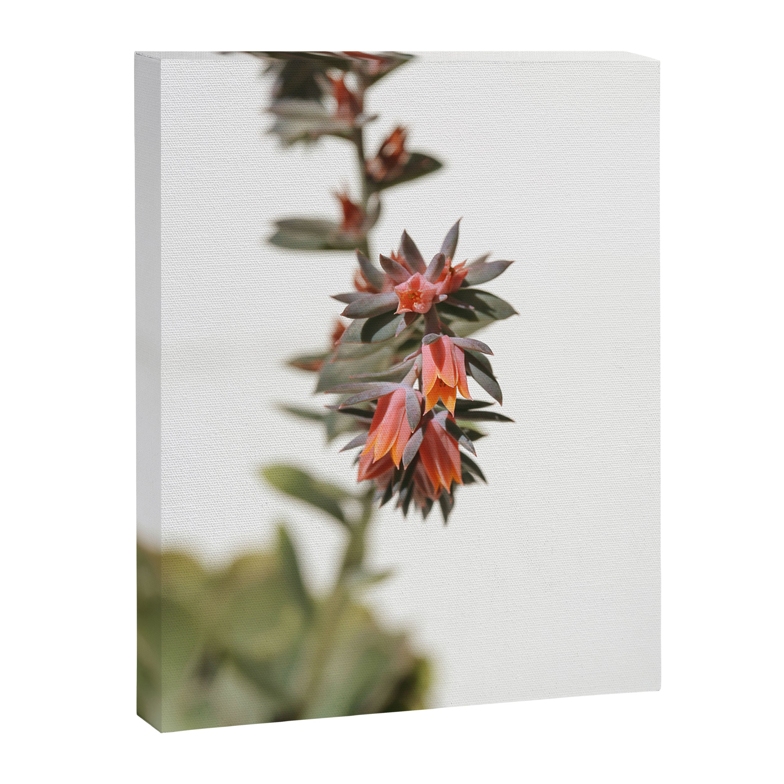 Summer Succulent #1 Canvas Print Gallery Image 6