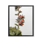 Summer Succulent #1 Framed Canvas Print Gallery Image 6