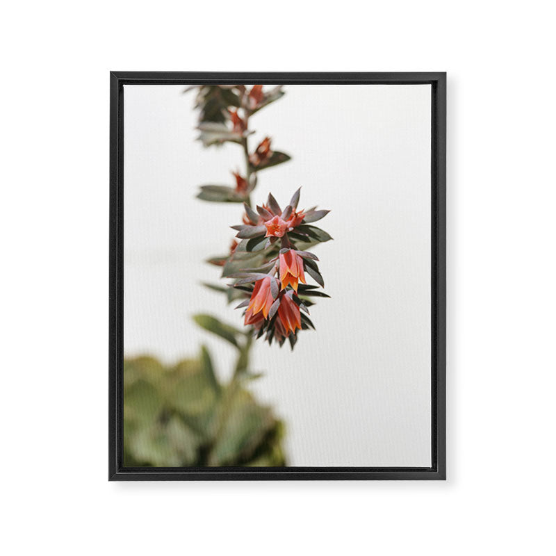Summer Succulent #1 Framed Canvas Print Gallery Image 6