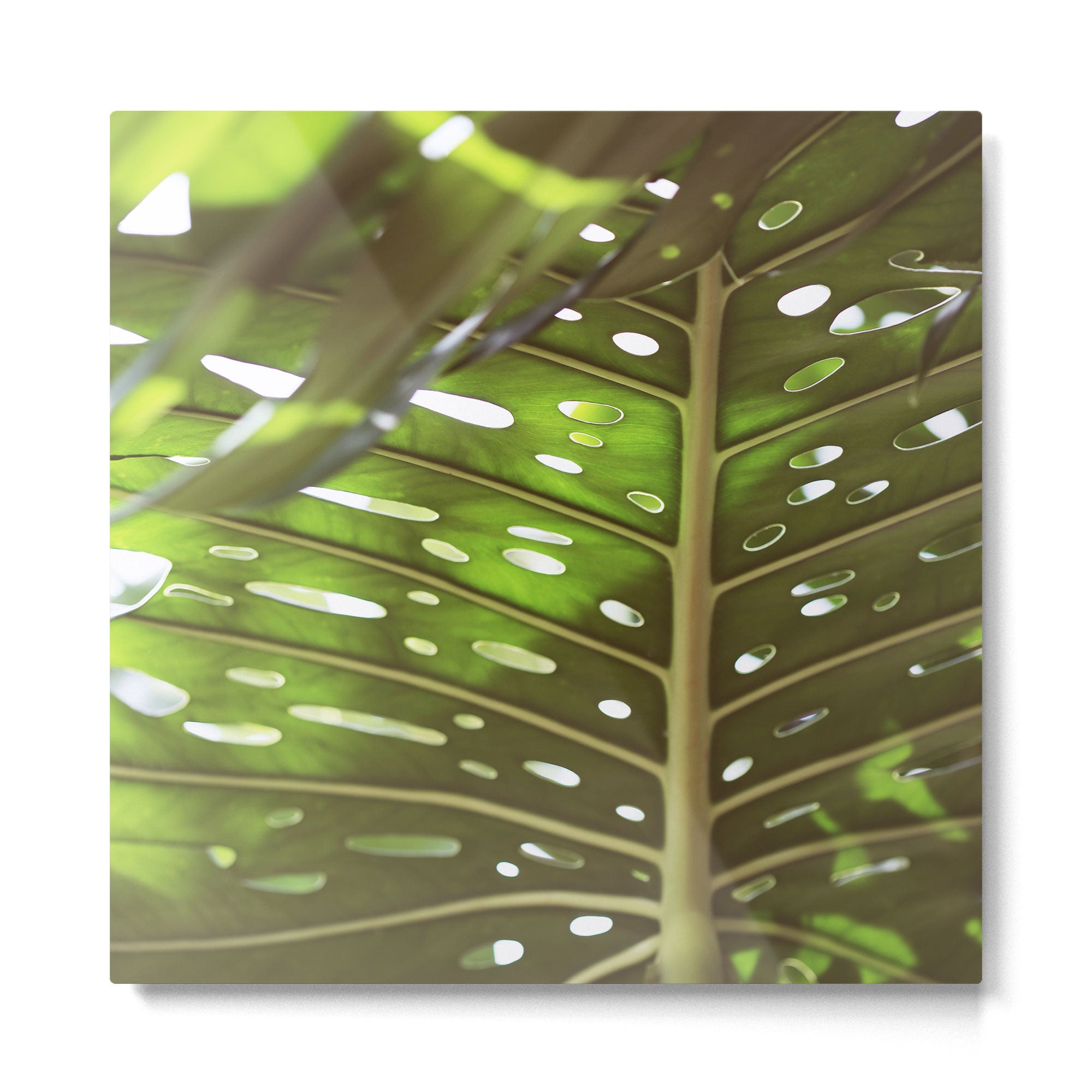 Tropic Light Metal Print Gallery Image 2