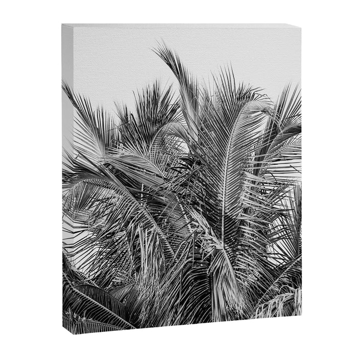 Tropical Black And White Photograph - No 13 Canvas Print Gallery Image 1
