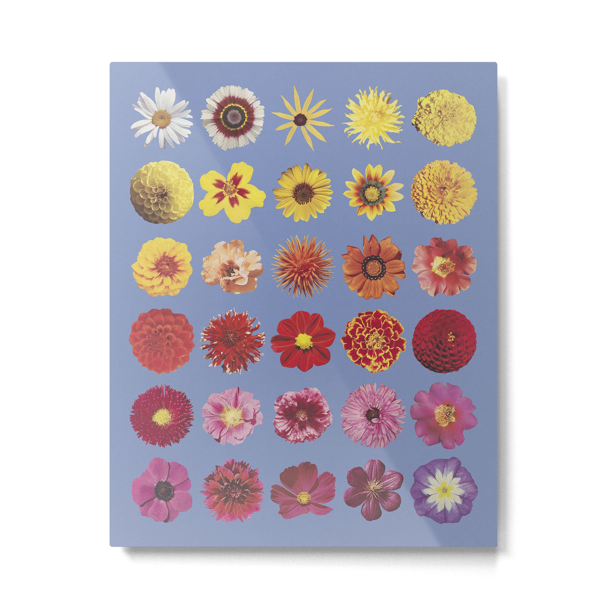 Floral Palette / Blue Background Metal Print Gallery Image 4