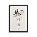 Gypsophila Portrait #1 Framed Art Print Gallery Image 2