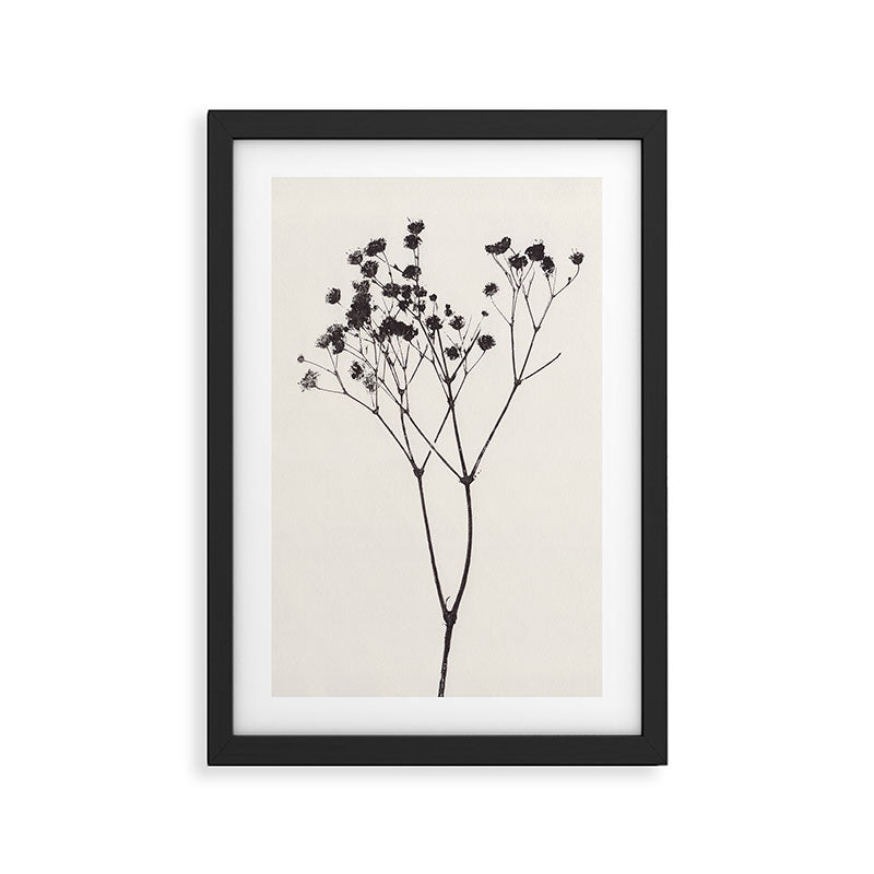 Gypsophila Portrait #1 Framed Art Print Gallery Image 2