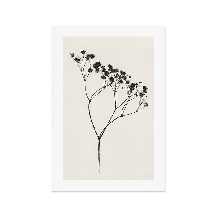 Gypsophila Portrait #3 Art Print Gallery Image 1
