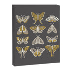 Moths Canvas Print Gallery Image 8