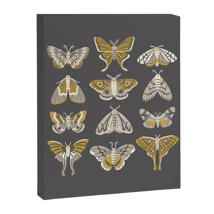Moths Canvas Print Gallery Image 1