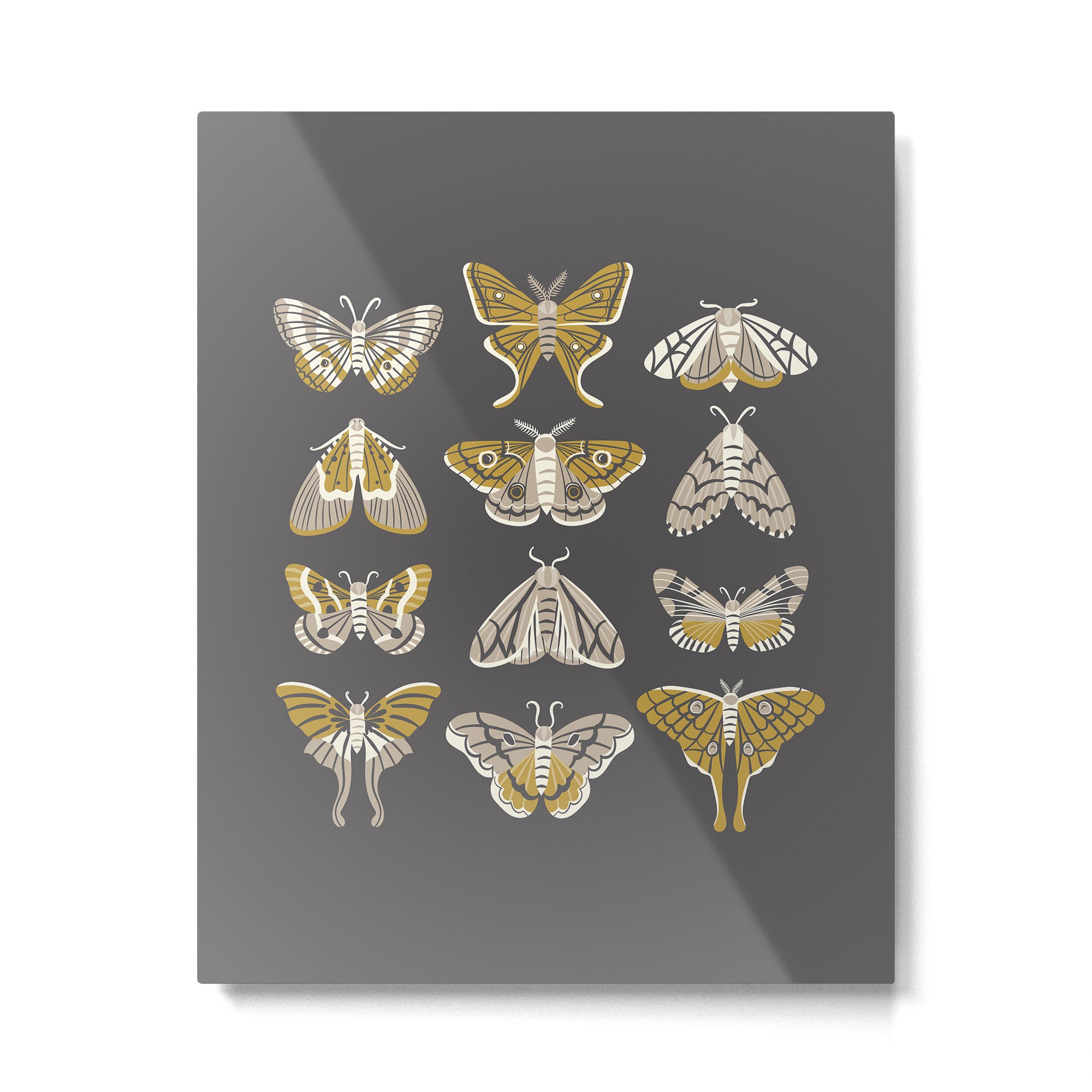 Moths Metal Print Gallery Image 6