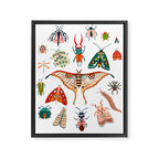 Beetles of the World Framed Canvas Print Gallery Image 6