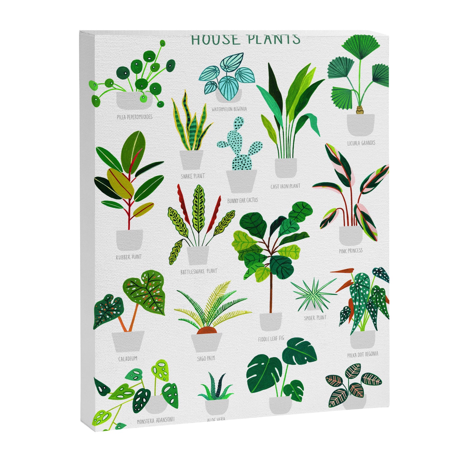 House Plants  Canvas Print Gallery Image 3