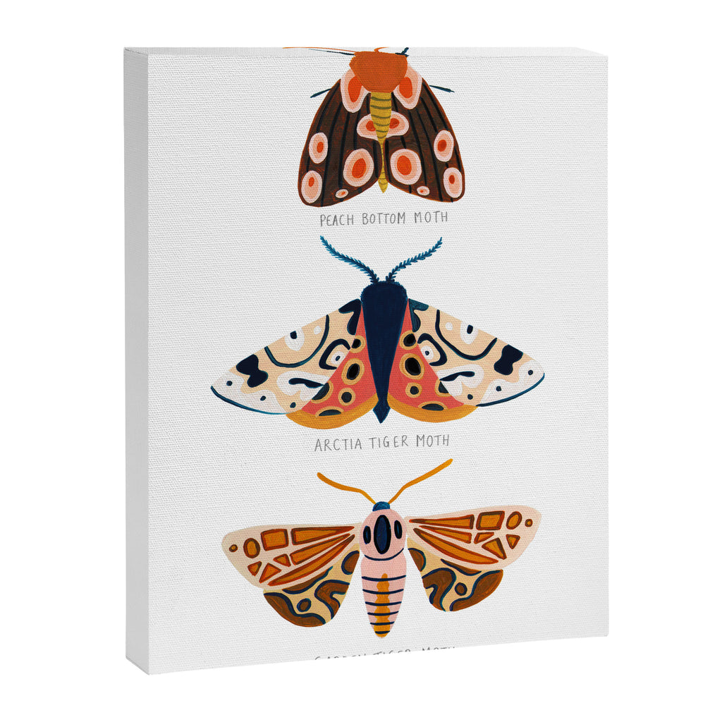 Moth Trio Canvas Print Gallery Image 6