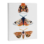 Moth Trio Canvas Print Gallery Image 6