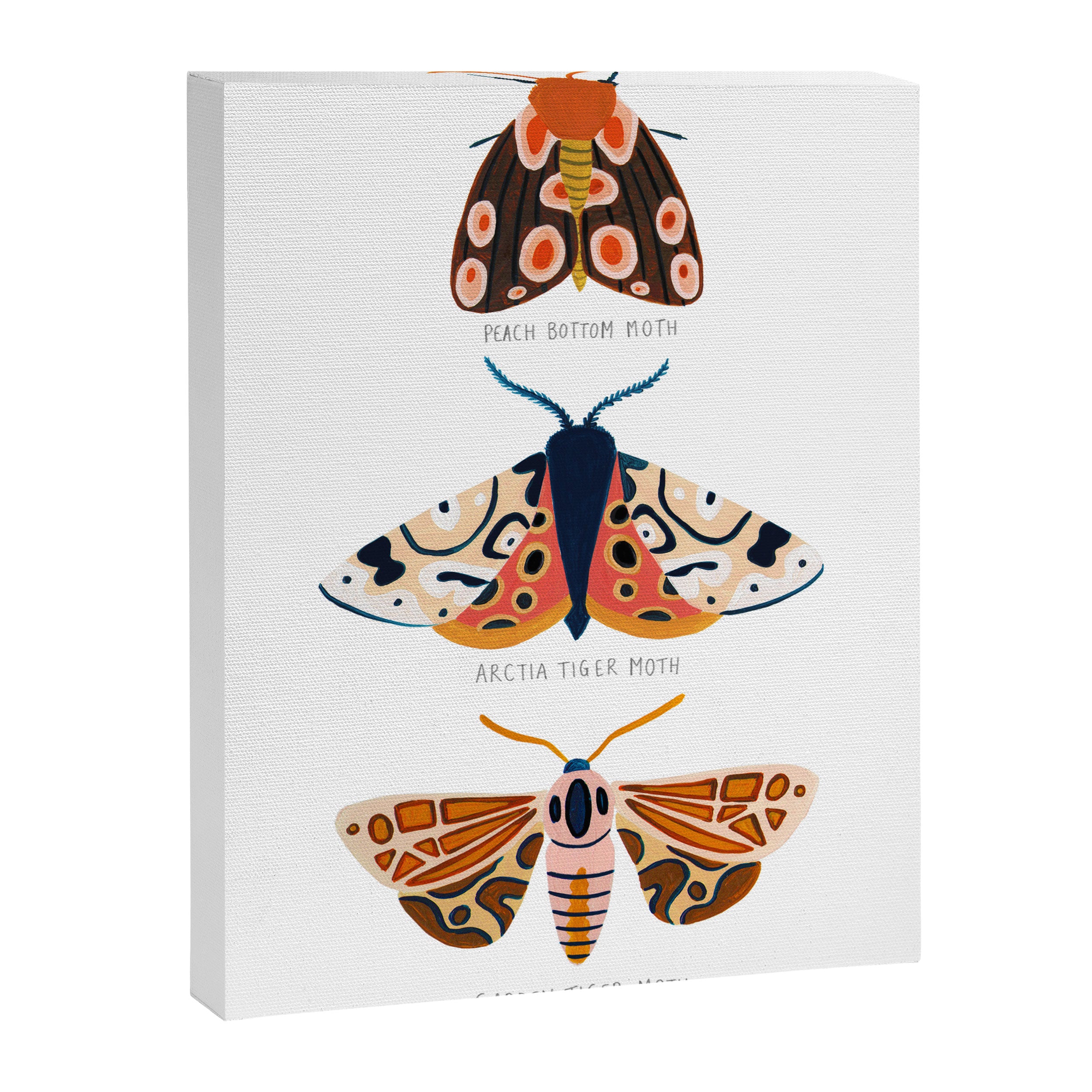 Moth Trio Canvas Print Gallery Image 6