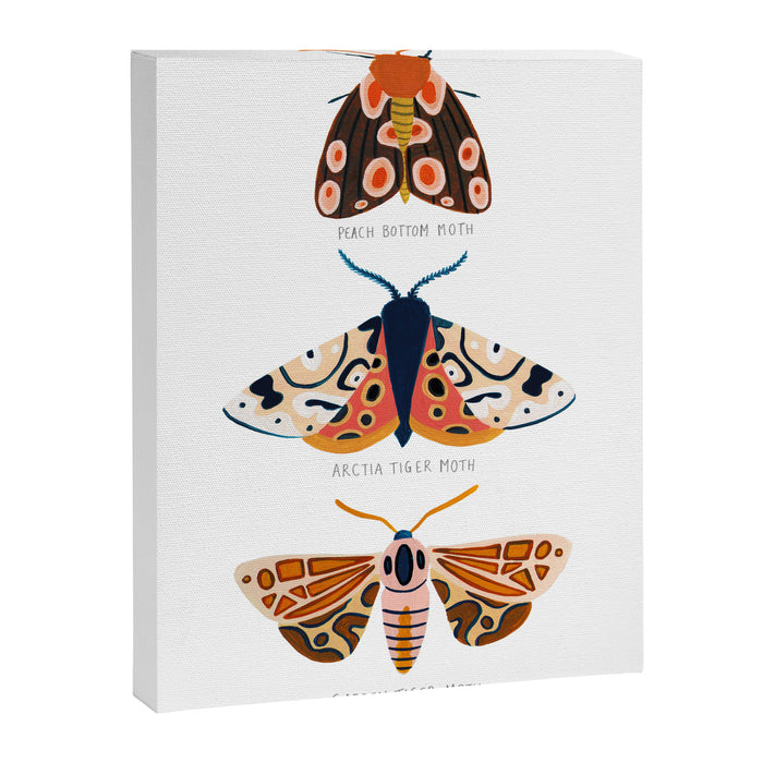 Moth Trio Canvas Print Gallery Image 1