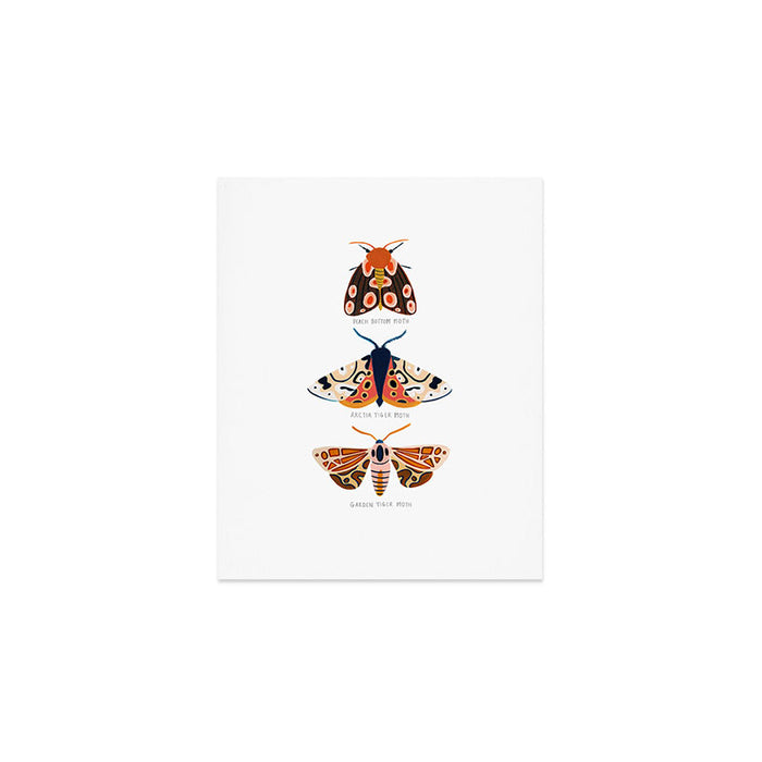 Moth Trio Art Print Gallery Image 1