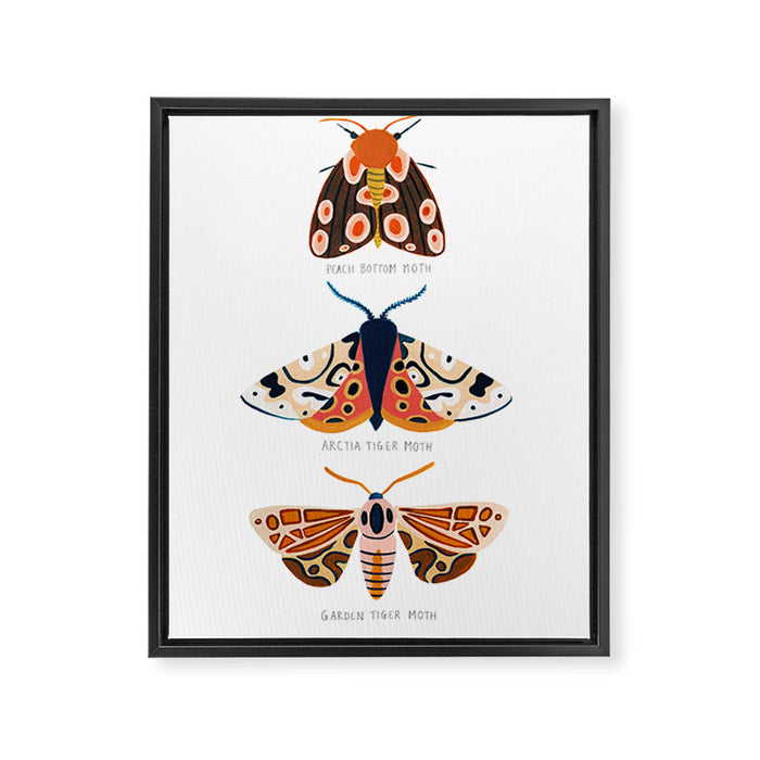 Moth Trio Framed Canvas Print Gallery Image 1