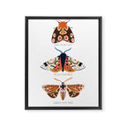 Moth Trio Framed Canvas Print Gallery Image 6