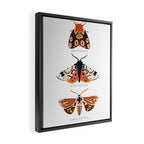 Moth Trio Framed Canvas Print Gallery Image 2