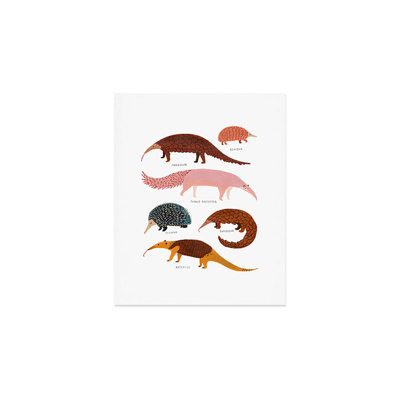 Pangolin, Anteater & Echidna Print Art Print Gallery Image 1