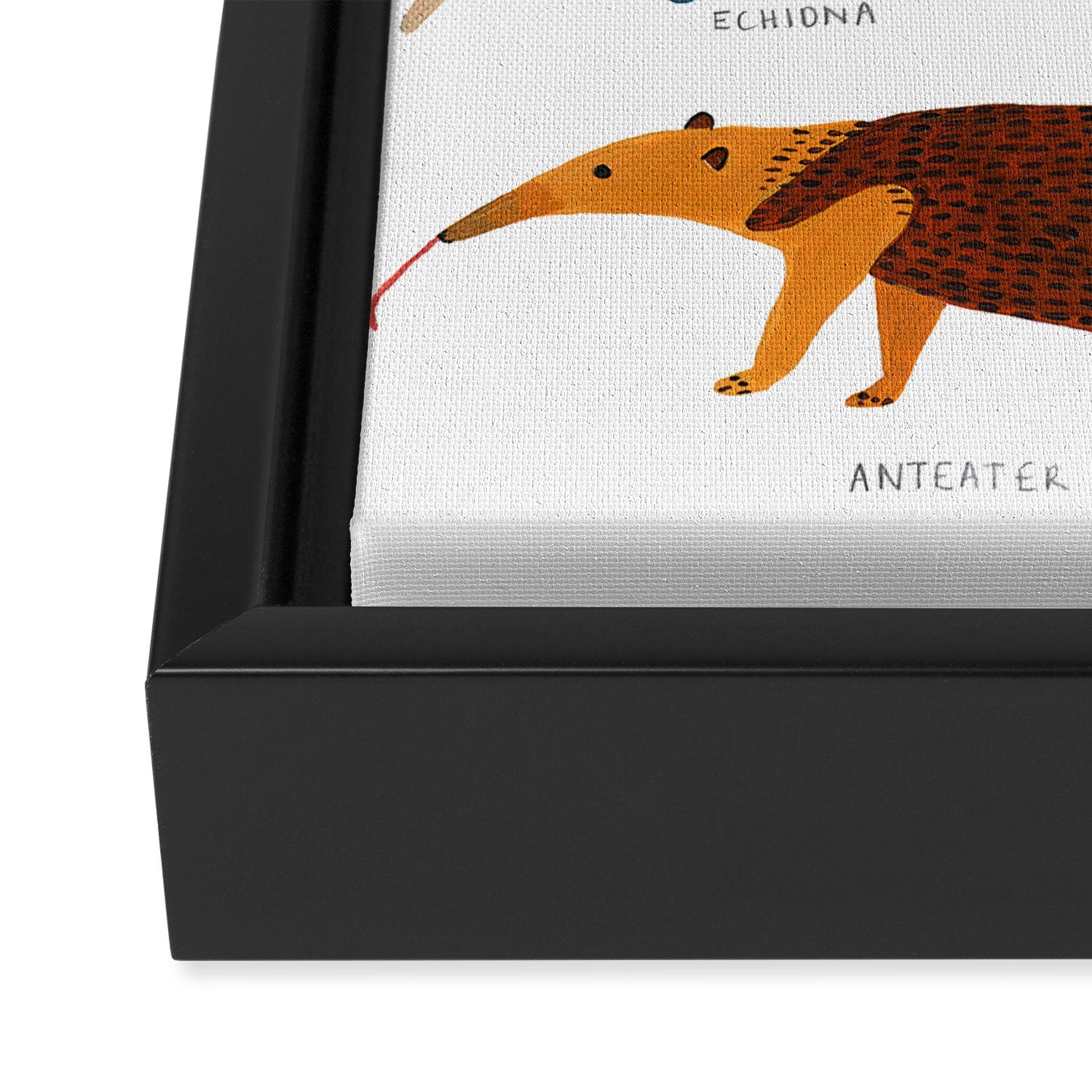 Pangolin, Anteater & Echidna Print Framed Canvas Print Gallery Image 3