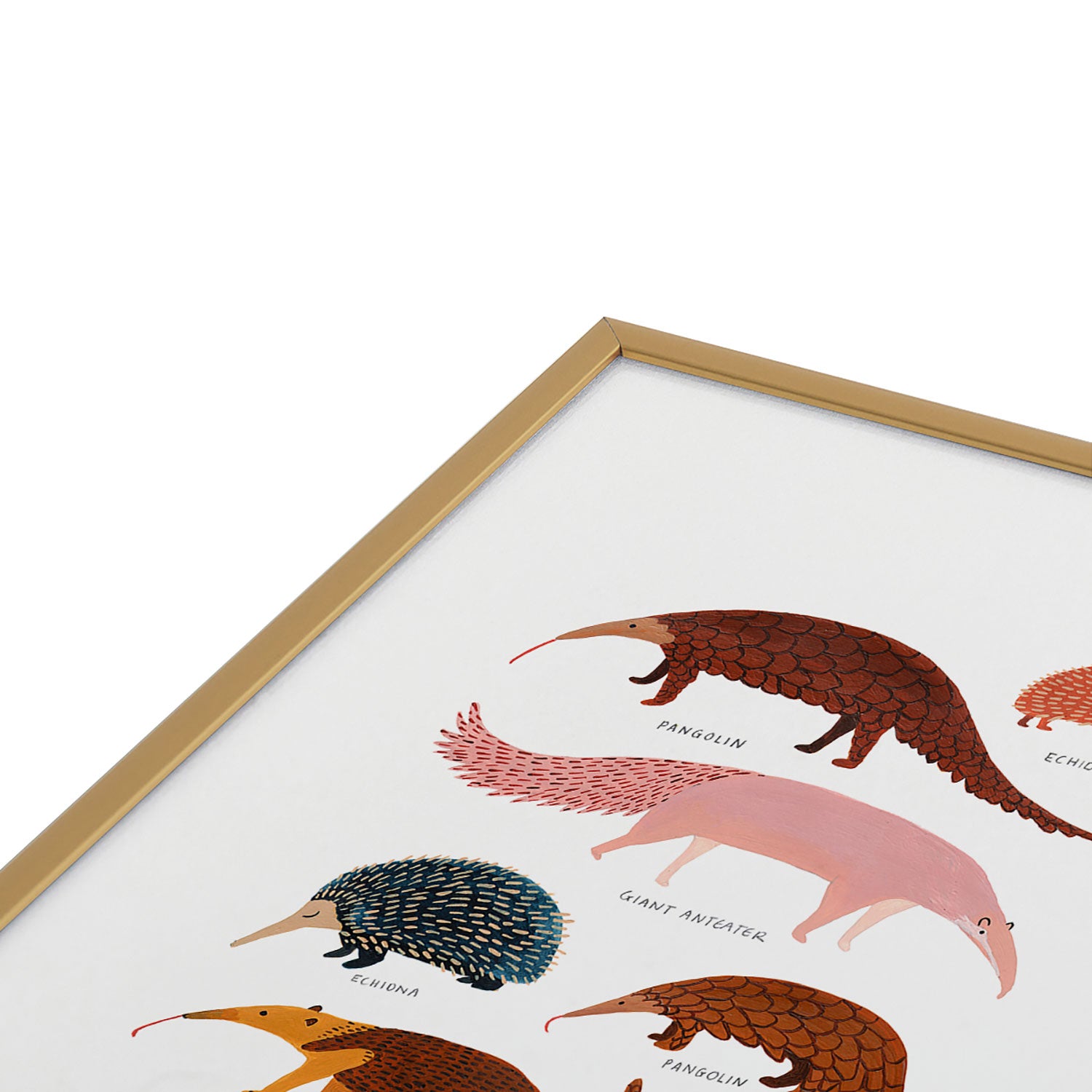 Pangolin, Anteater & Echidna Print Framed Art Print Gallery Image 3