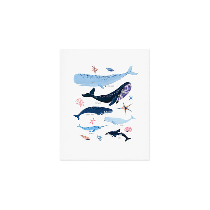 Whale Species Art Print Gallery Image 1