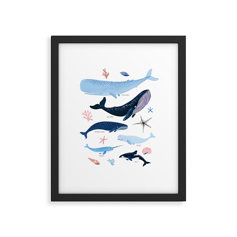 Whale Species Framed Art Print Gallery Image 4