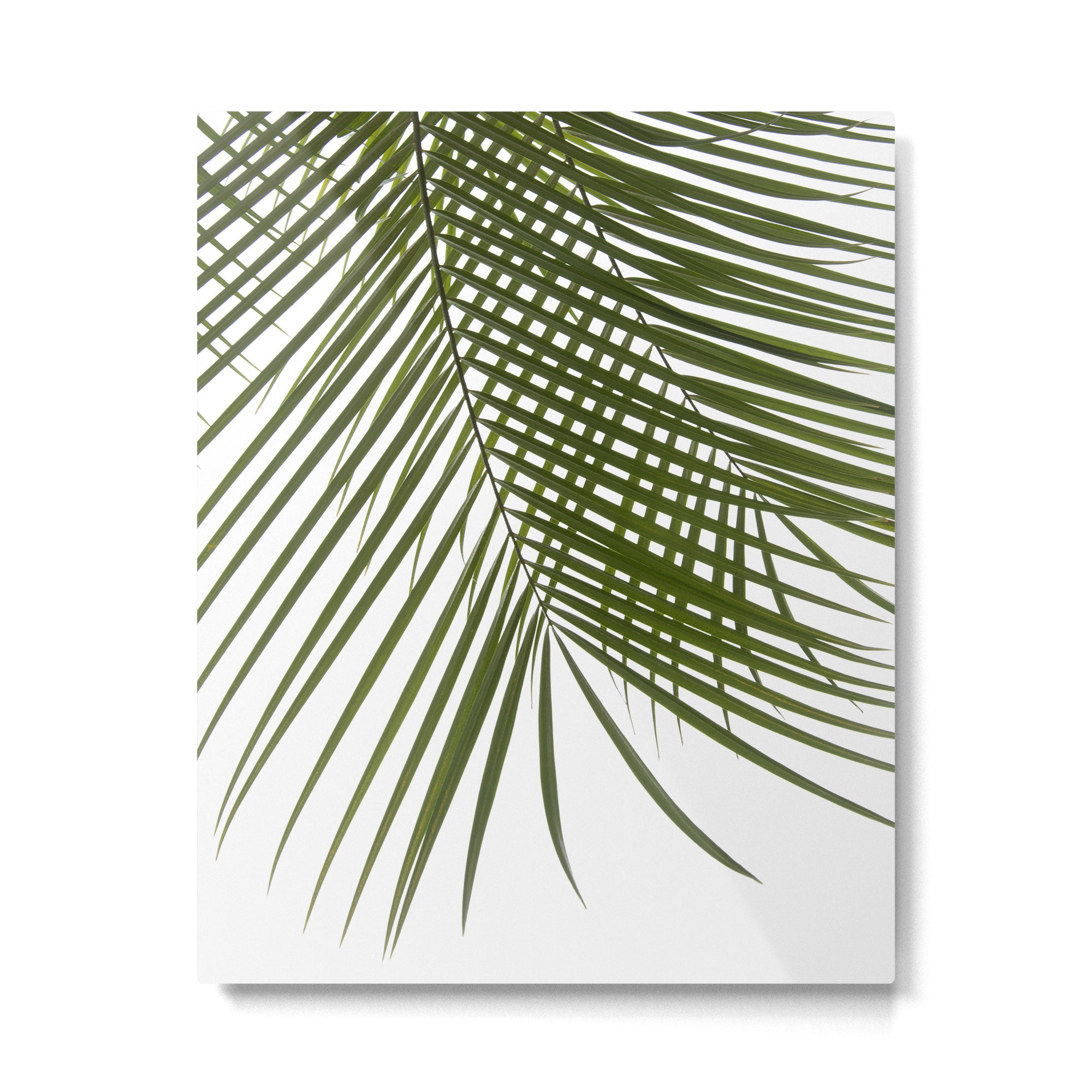 Palm Leaves I Metal Print Gallery Image 4