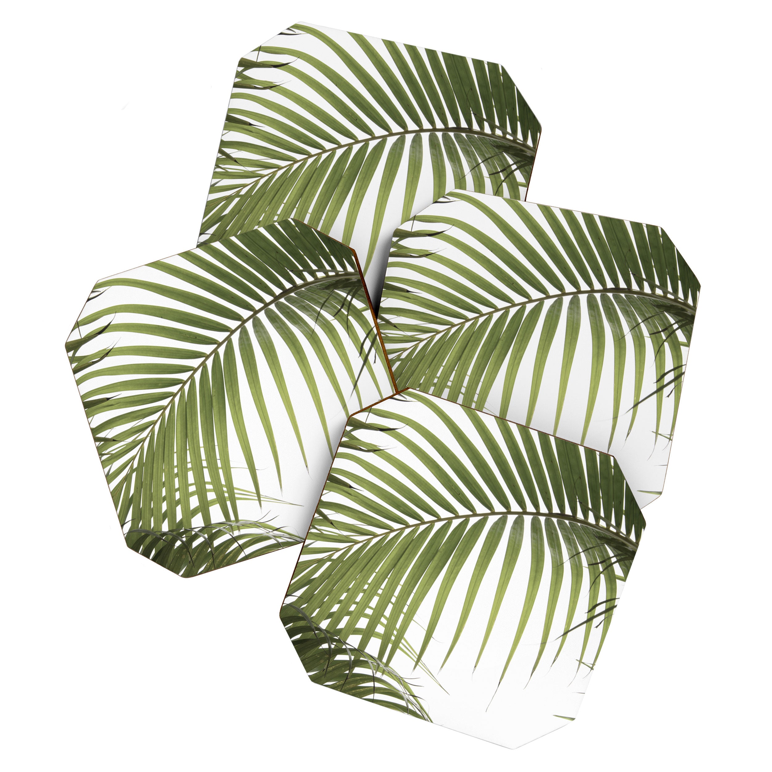 Palm Leaves Photo 01 Coaster Gallery Image 1