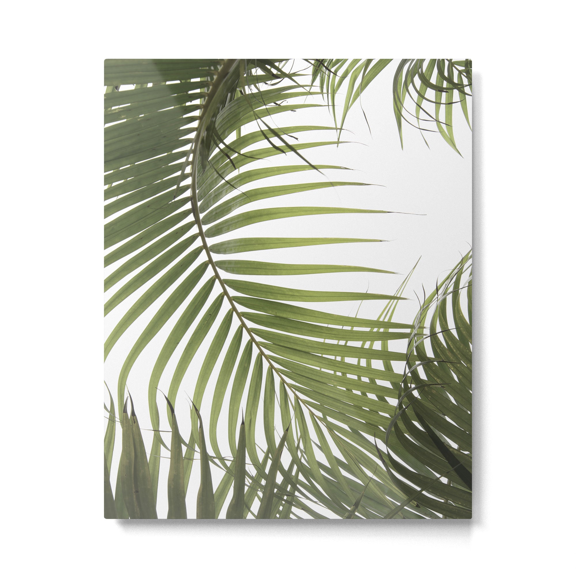 Palm Leaves Photo 01 Metal Print Gallery Image 4