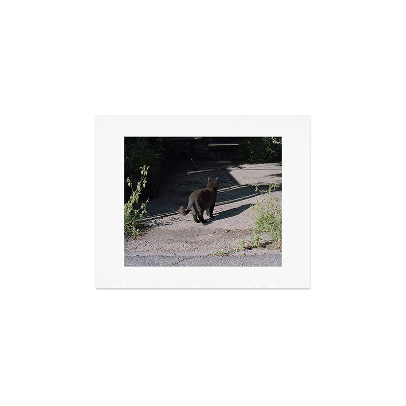 Black Alley Cat in the Sun, Montreal | 35mm Film Photography Art Print Gallery Image 1