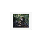 Lion in the Garden | 35mm Film Photography Art Print Gallery Image 1