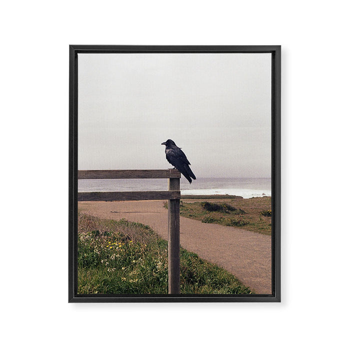 Lone Raven, California | 35mm Film Photography Framed Canvas Print Gallery Image 1