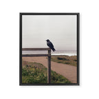 Lone Raven, California | 35mm Film Photography Framed Canvas Print Gallery Image 6