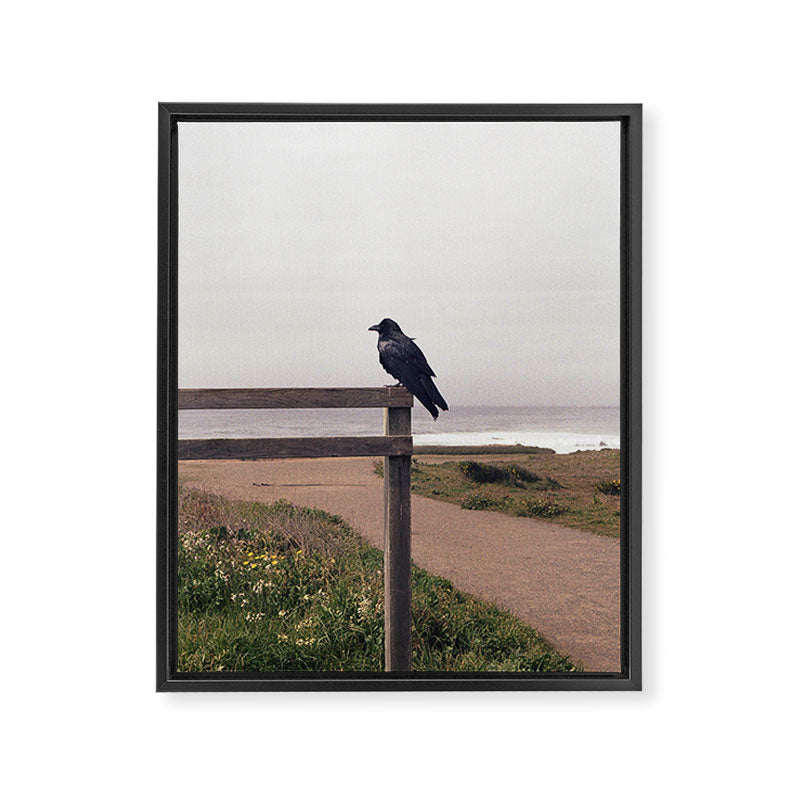 Lone Raven, California | 35mm Film Photography Framed Canvas Print Gallery Image 6