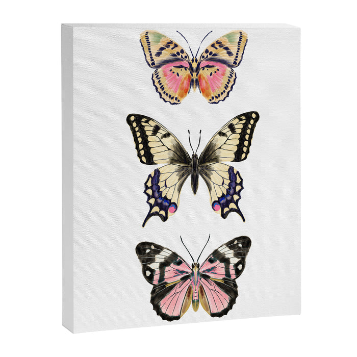 Butterfly Study no. 11 - butterfly art, butterfly sticker, swallowtail butterfly Canvas Print Gallery Image 1