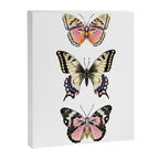 Butterfly Study no. 11 - butterfly art, butterfly sticker, swallowtail butterfly Canvas Print Gallery Image 6