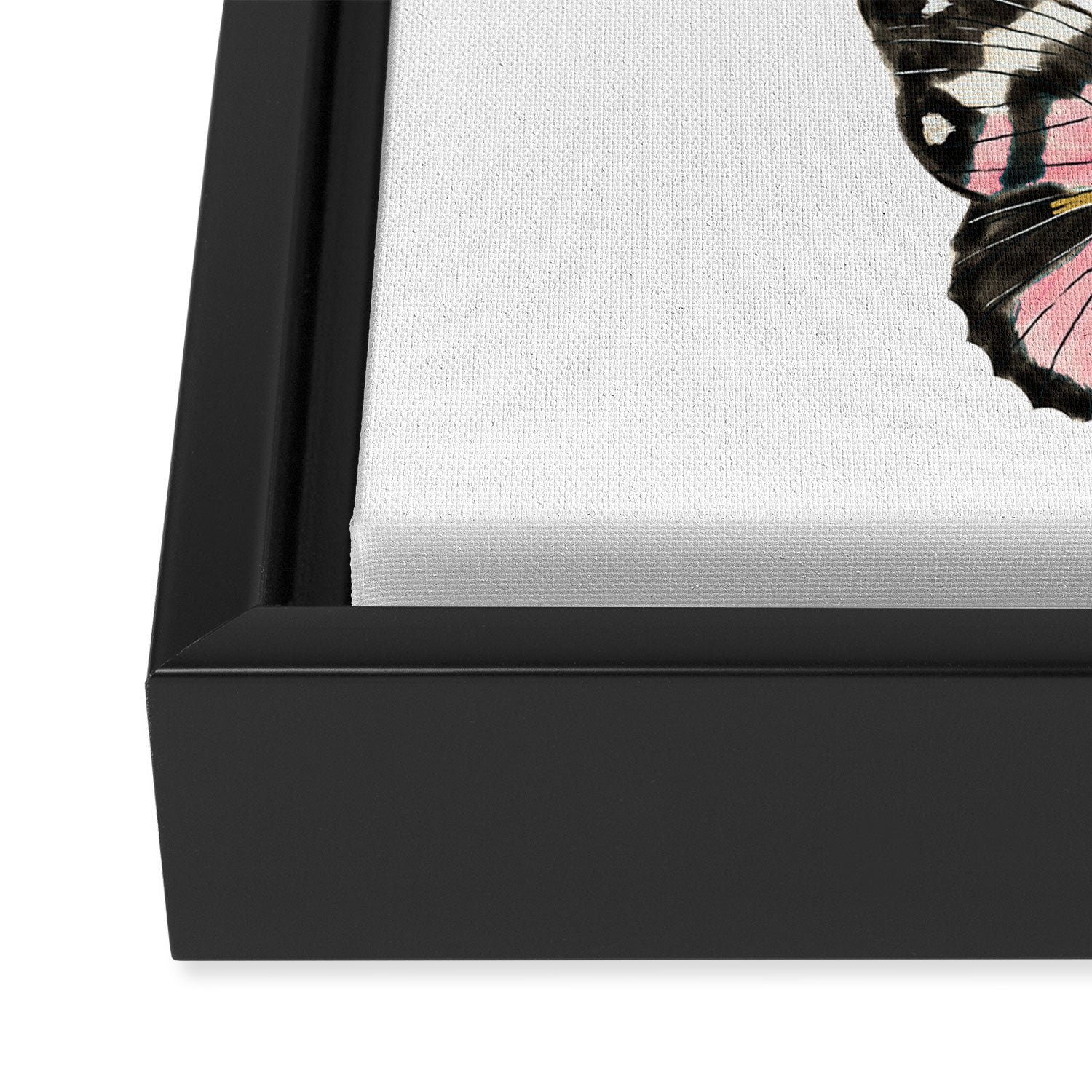 Butterfly Study no. 11 - butterfly art, butterfly sticker, swallowtail butterfly Framed Canvas Print Gallery Image 3