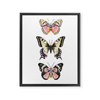 Butterfly Study no. 11 - butterfly art, butterfly sticker, swallowtail butterfly Framed Canvas Print Gallery Image 6