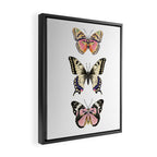 Butterfly Study no. 11 - butterfly art, butterfly sticker, swallowtail butterfly Framed Canvas Print Gallery Image 2