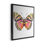 Butterfly Study no. 14 - butterfly art, watercolor butterfly, watercolor butterflies, painted butterfly, butterfly art, pink and yellow butterfly Framed Canvas Print Gallery Image 2