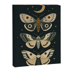 Moonlit Moths - Trio of Celestial Moths with Stars and Crescent Moon on Deep Black Canvas Print Gallery Image 6