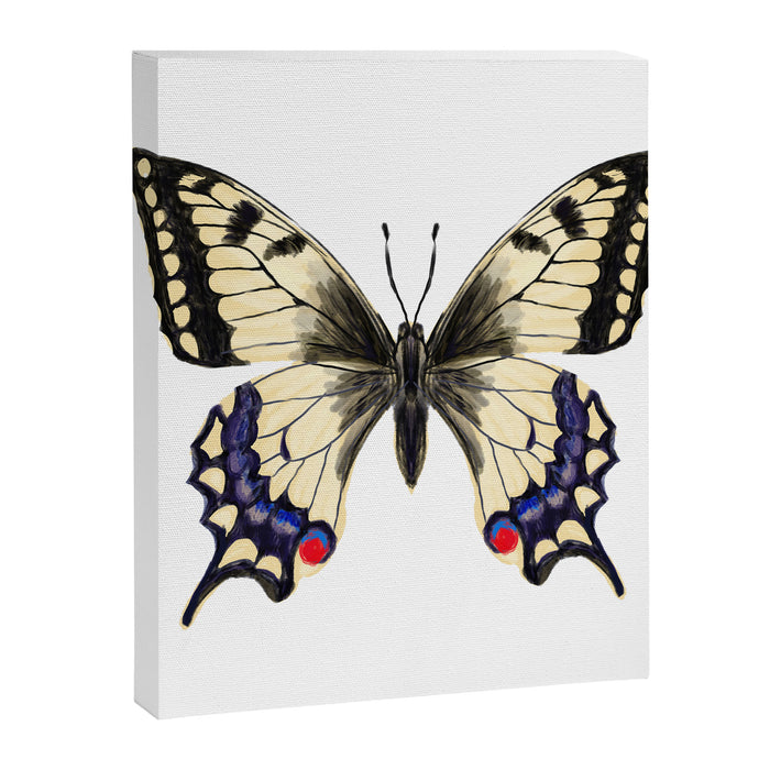 Swallowtail Butterfly - butterfly art, painted butterfly, butterfly design, sweet butterflies Canvas Print Gallery Image 1
