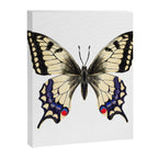 Swallowtail Butterfly - butterfly art, painted butterfly, butterfly design, sweet butterflies Canvas Print Gallery Image 8